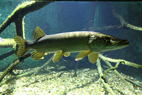 Volwassen snoek in een aquarium in Wenen.